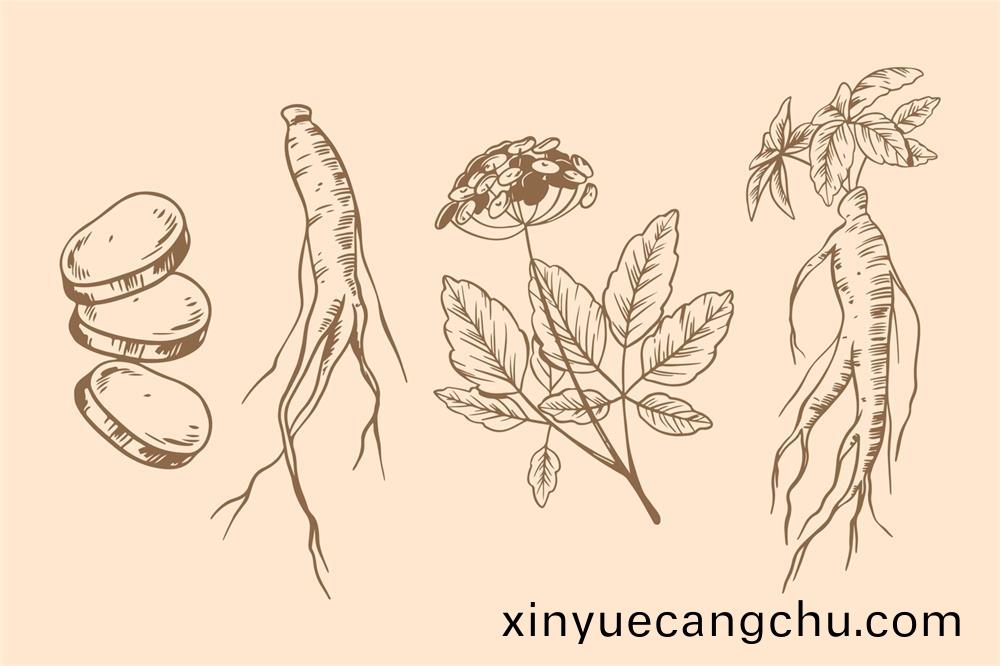 環(huan)黃(huang)芪(qi)醕(chun)